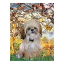 De lente - Shih Tzu (p) Wenskaart