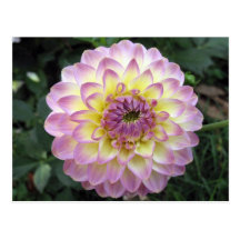 De levendige Dahlia van de Room van de Lavendel Wenskaarten