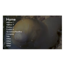 De maanslak van de melk (lacteus Polinces) Shell Visitekaartjes Sjabloon