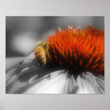 De macro Bij van de Honing op Poster van de Kleur 