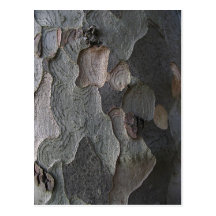 De macrofotografie van de Schors van de boom Wens Kaart