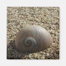 De Magneet van Shell van het zee