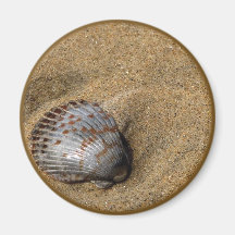 De magneet van Shell van het zee