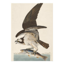 De Natuur van de Visarend van de havik van vissen Uitnodigingen