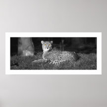 De Ogen van Cheeting Print