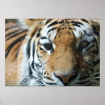 De Ogen van de tijger Poster