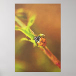 "De olieeffect" van het lieveheersbeestje poster
