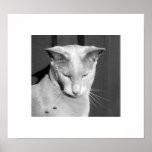 De oosterse Druk van de Kat Shorthair Plaat