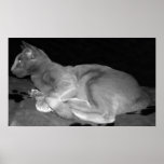 De oosterse Druk van de Kat Shorthair Poster