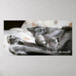 De oosterse Druk van de Kat Shorthair Posters