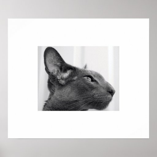 De oosterse Druk van de Kat Shorthair Print