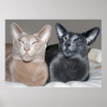 De oosterse Druk van Katten Shorthair Posters