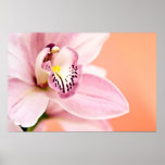 De Orchidee van Cymbidium Afdruk