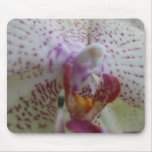 De Orchidee van Phalaenopsis Muis Mat