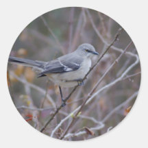 De Ornithologie van de spotlijster Ronde Sticker