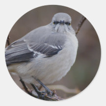 De Ornithologie van de spotlijster Ronde Stickers