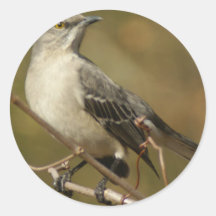 De Ornithologie van de spotlijster Sticker