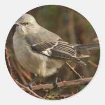 De Ornithologie van de spotlijster Stickers