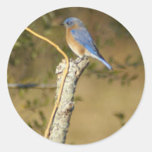 De Ornithologie van sialia Ronde Sticker