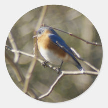 De Ornithologie van sialia Ronde Sticker