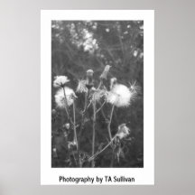 De paardebloem door TDGallery Plaat