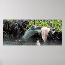 De Pelikaan van de Galapagos Afdruk