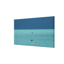 De Pelikanen van de Sleutels van Florida Canvas Prints
