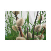 De Peren 2012 van canvasArt-PussyWillowsInGrass© R Stretched Canvas Print