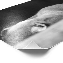 De Poema van de slaap Fotoprints