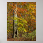 De Pracht van de herfst Afdruk