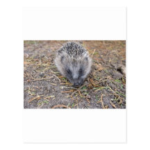 De Producten van Hedgie Wenskaarten