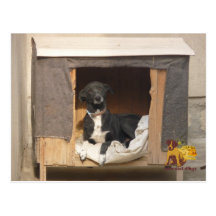 De reddingsbriefkaart van Nowzad Wenskaart