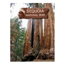De reuze bomen van de Sequoia, het Nationale Park  Wenskaart