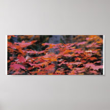 DE RODE BLADEREN VAN DE HERFST POSTER