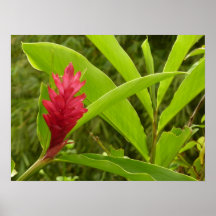De rode Druk van de Bloem van de Gember Poster