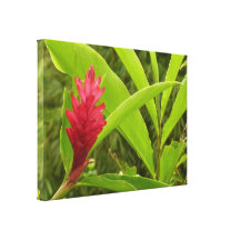 De rode Druk van het Canvas van de Gember Bloem Ui Gallerij Wrapped Canvas