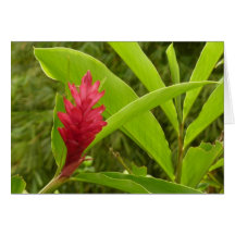 De rode Kaart van de Bloem van de Gember