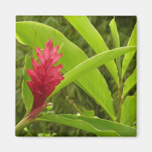 De rode Magneet van de Bloem van de Gember