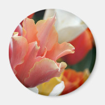De Room & het Roze van de tulp Koelkast Magneten