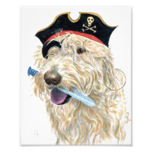 De Room Labradoodle van de piraat Foto Print