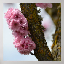 De roze Bloeiende Boom van de Lente Plaat