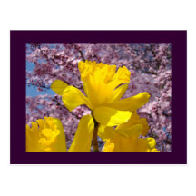 De Roze Bloesems van de briefkaarten van de Lente  Wenskaarten