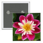 De Roze Dahlia van de framboos Speldjes