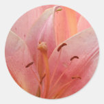 De roze Lelie van de Tijger Stickers