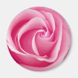 De roze Magneet van Dame Rose