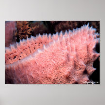 De roze Spons van het Koraalrif Afdruk