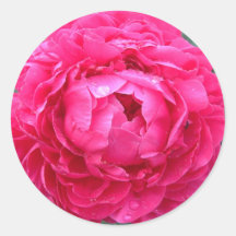 De roze Sticker van de Pioen