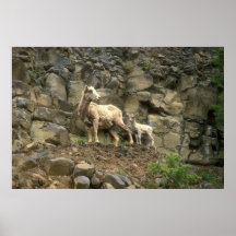 De Schapen en het Kalf van het Bighorn op Klip Print