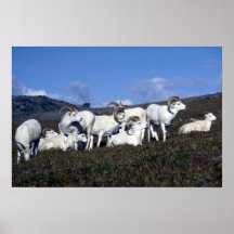 De schapen van Dall (Band van vrijgezelrammen) Plaat