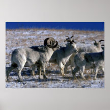 De schapen van Dall (Gemengde band) Posters